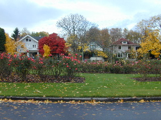 A wonderful garden at a neighborhood intersection